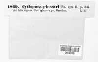 Cytospora pinastri image